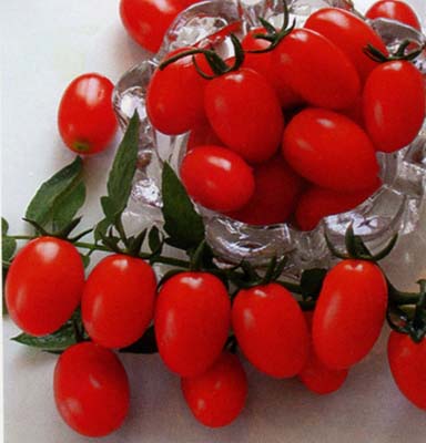 柿都情人果——小番茄种子